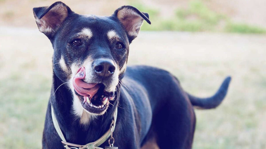 Homemade Dog Food Recipes and Easy DIY Guide