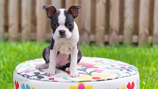 Cute Boston Terrier Photo shown from our sample photo session for How to Easily Photograph Your Dog: Simple Tips for Stunning Pet Portraits | Danita Brooks