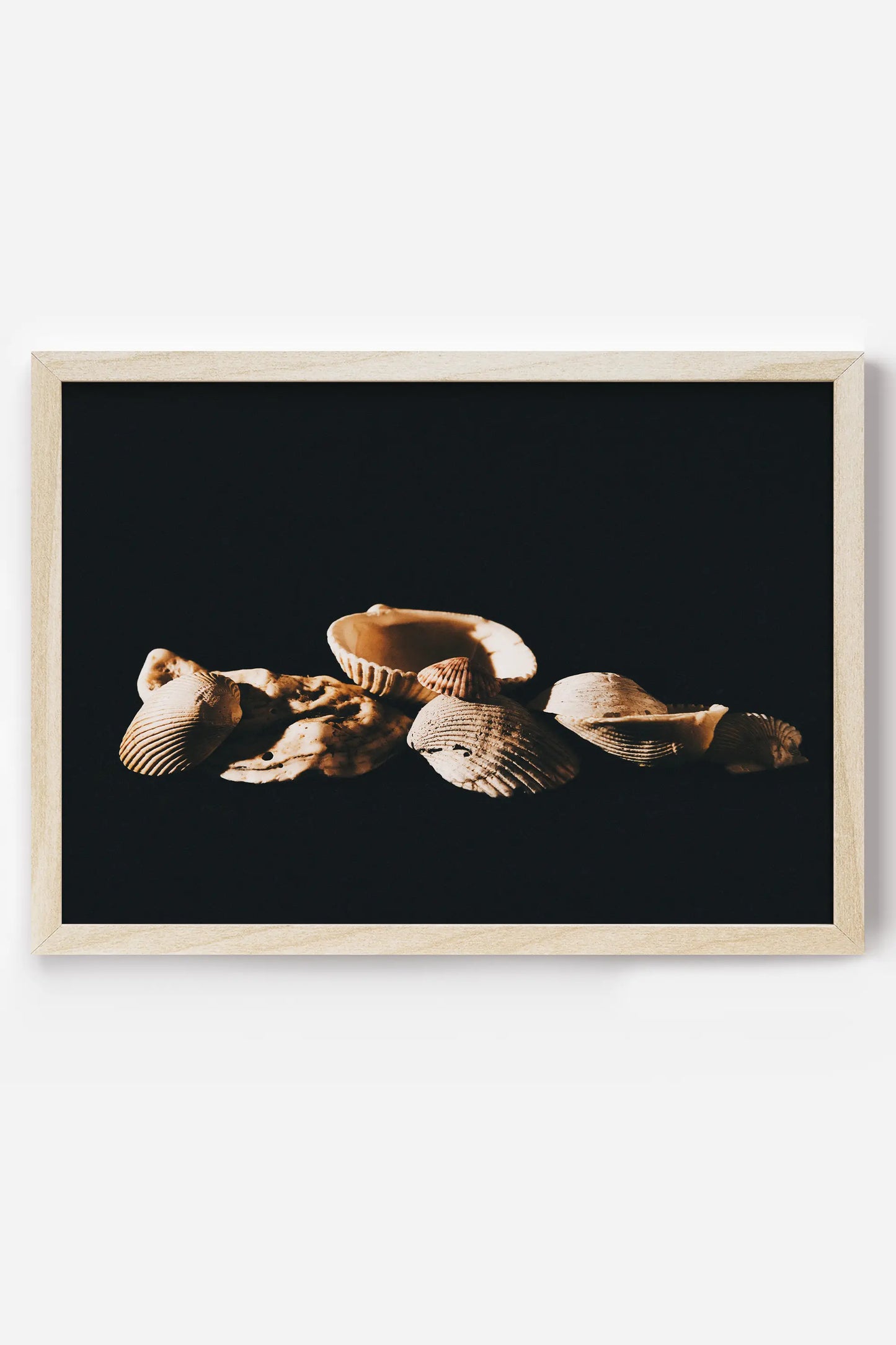 a black and white photo of sea shells