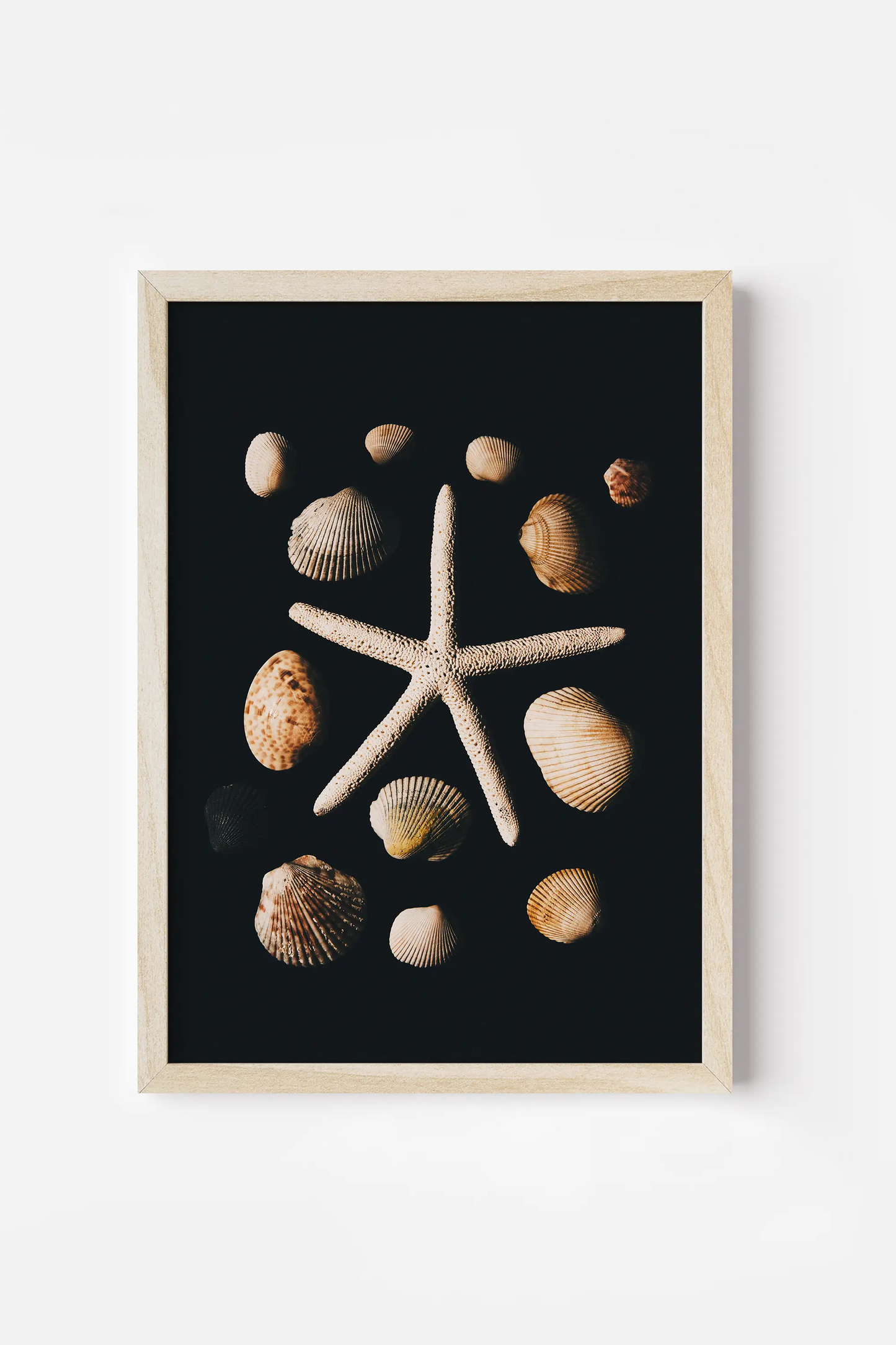 a starfish surrounded by shells on a black background