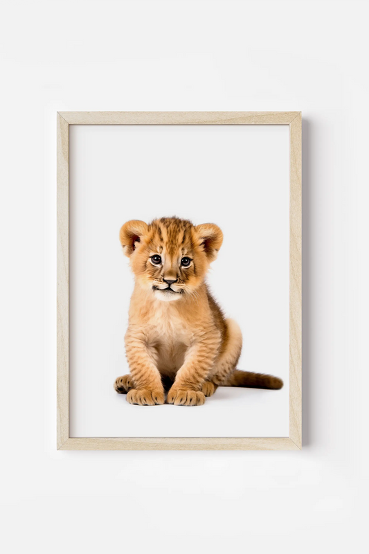 a picture of a baby lion cub sitting in front of a white background