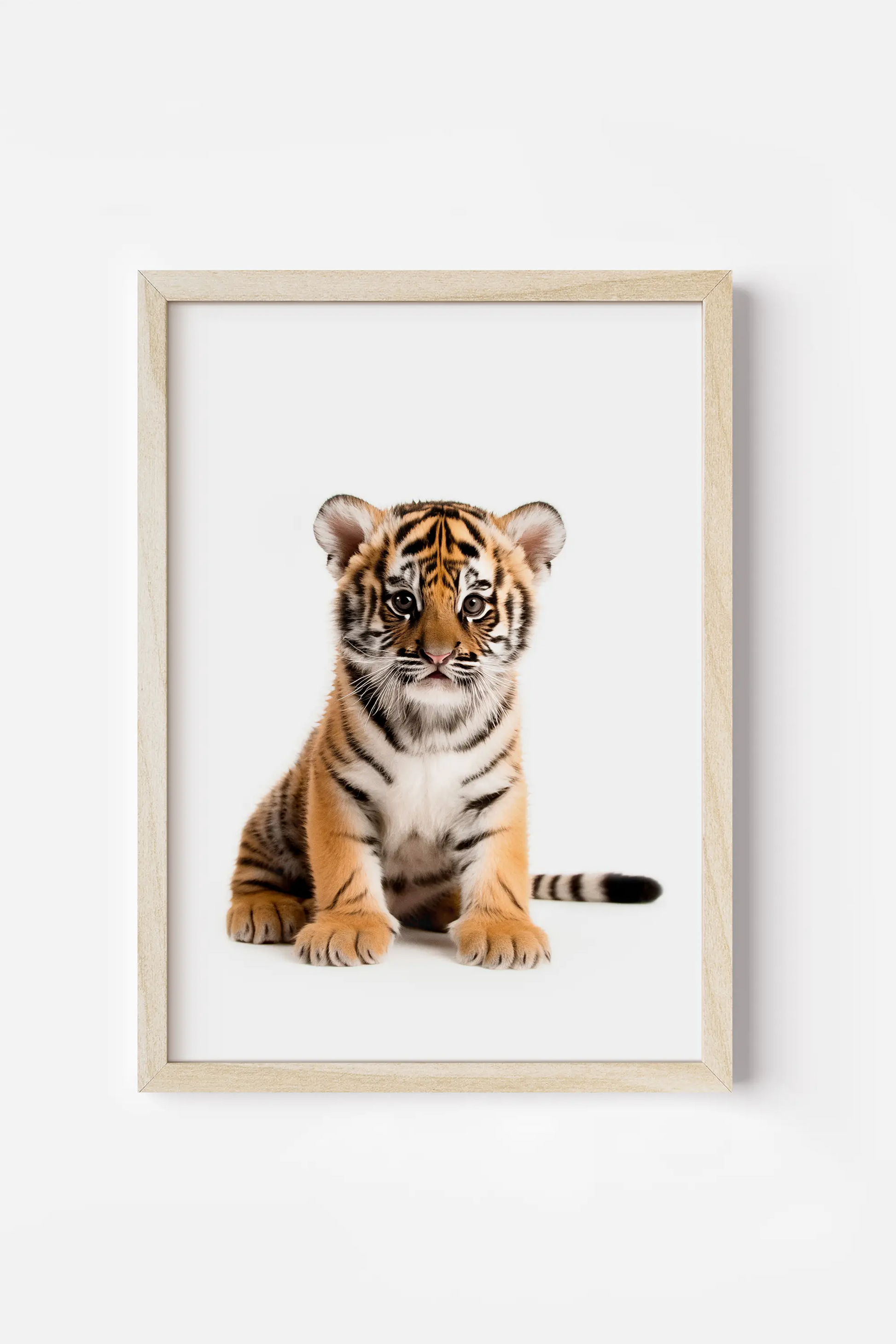 a tiger cub sitting in front of a white background