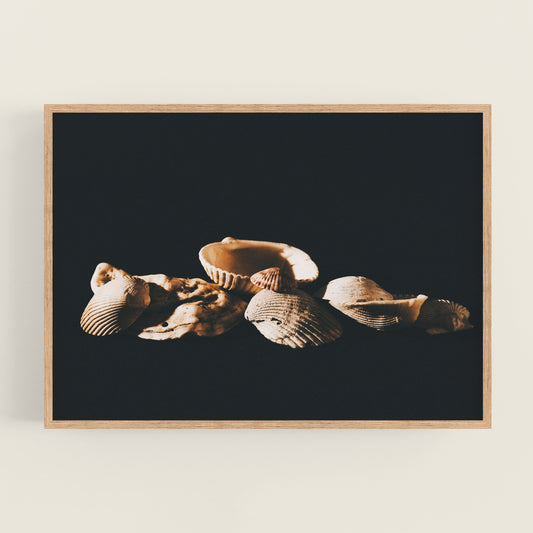 Shell Beautiful Photoshoot Seashell Photography Collection โ Danita Brooks Studio