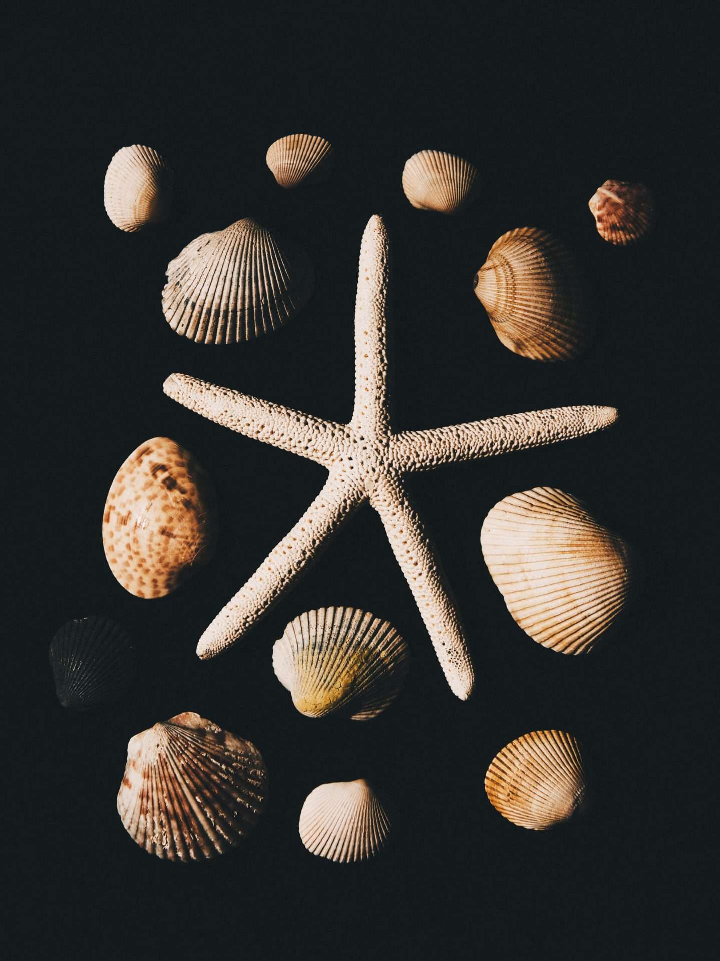 "Seashell Collection" Coastal Photography Print