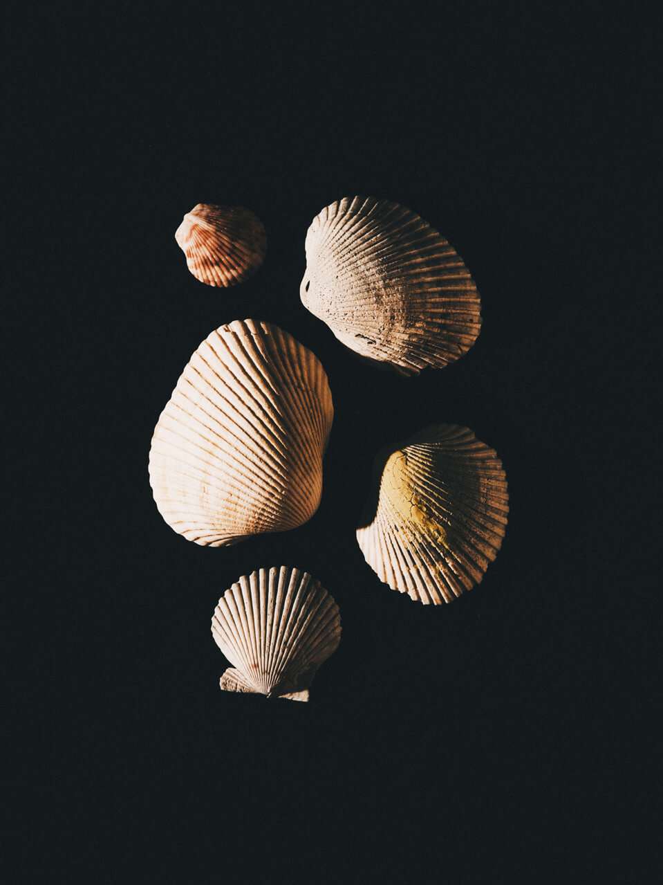 "The Five" Seashell Photography Print