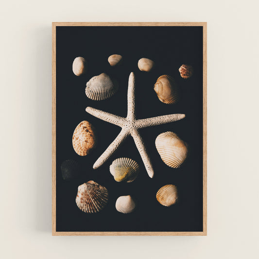 a starfish surrounded by shells on a black background