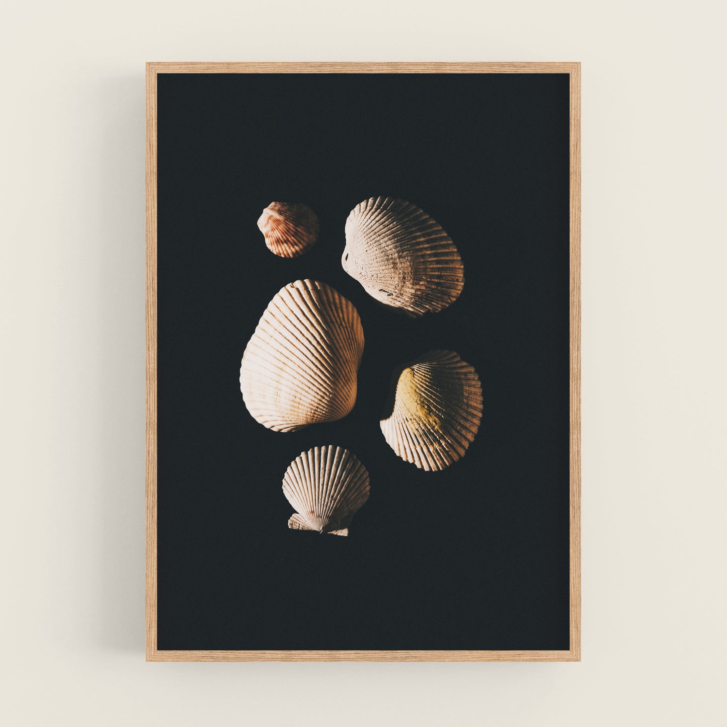 three seashells on a black background framed in a wooden frame