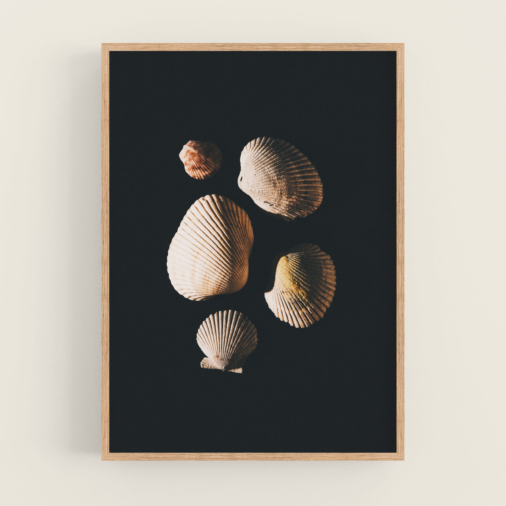 three seashells on a black background framed in a wooden frame