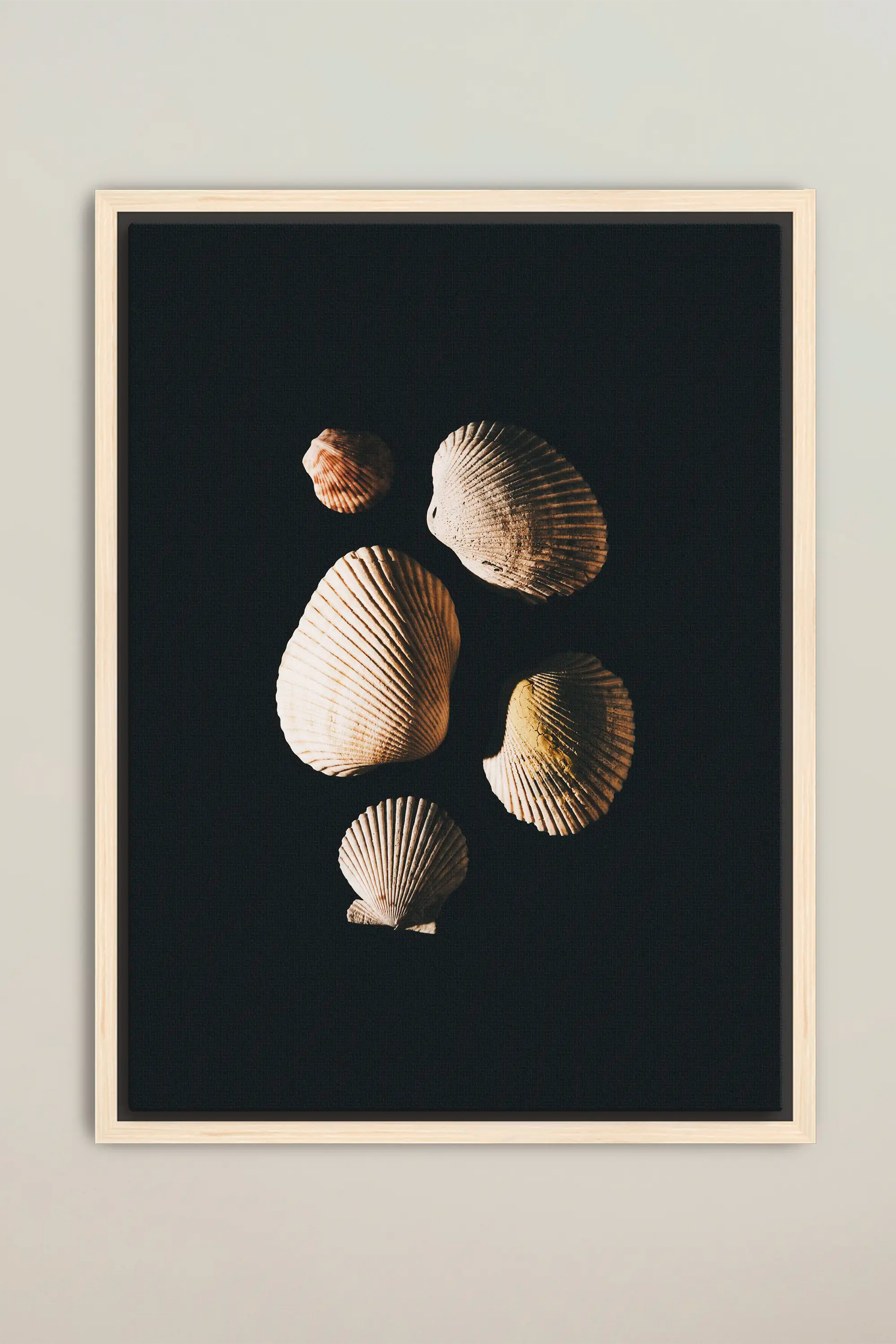 a group of seashells on a black background