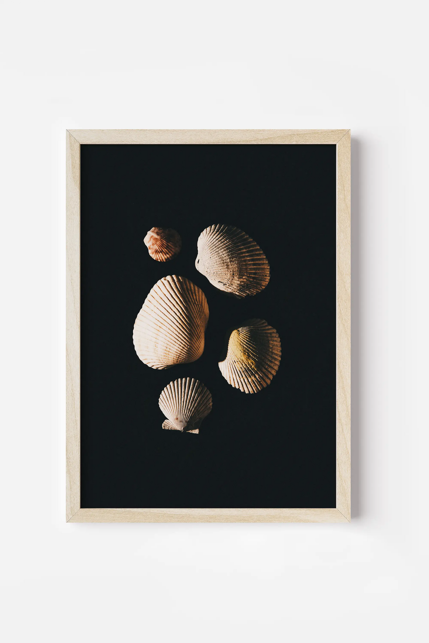 three seashells on a black background framed in a wooden frame