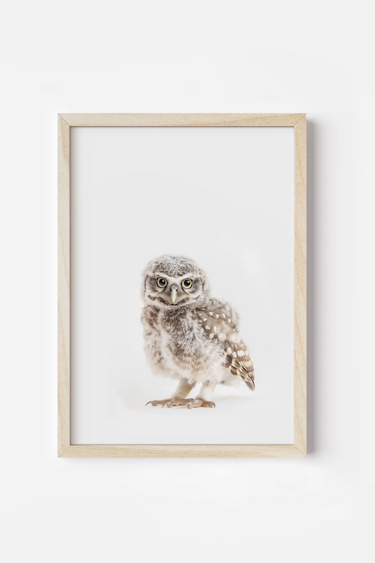 a small owl sitting on top of a white wall