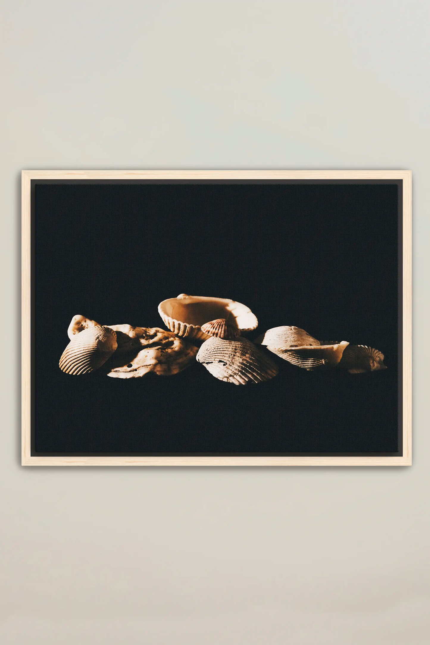 a black and white photo of seashells on a black background