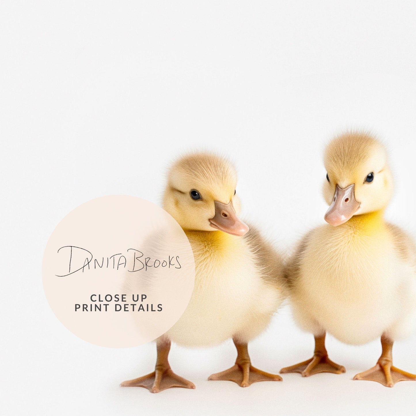 Baby Ducks Print